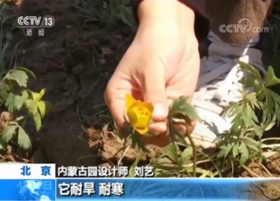 【魅力世園會】內蒙古園：壯美的北疆畫卷
