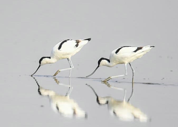 內(nèi)蒙古:濕地迎來大批候鳥