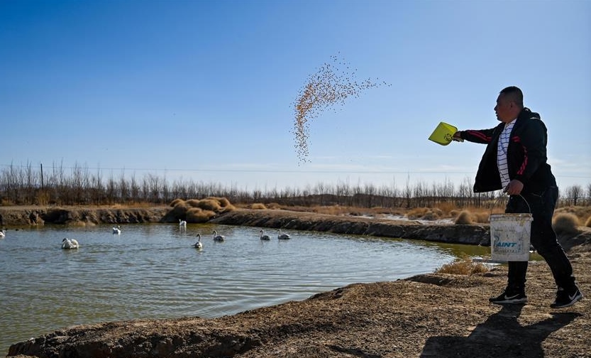 烏梁素海護鳥人