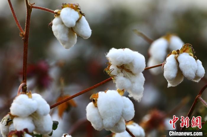 朵朵棉花吐絮盛開?！⑵G敏 攝