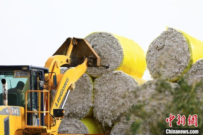 叉車將采棉機(jī)吐出的“金蛋蛋”裝車。　高雙強(qiáng) 攝