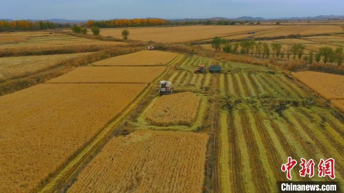 圖為科右中旗杜爾基鎮(zhèn)雙金嘎查的萬畝水稻田進(jìn)入集中收割期?！≮w殿威 攝