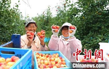 圖為興安盟沙果迎豐收?！】朴仪捌煳麄鞑抗﹫D