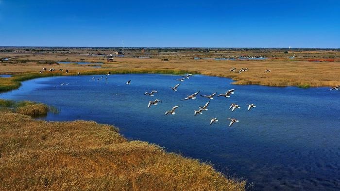 △黃河三角洲擁有天然蘆葦270平方公里，是東北亞內(nèi)陸和環(huán)西太平洋鳥類遷徙重要的“中轉(zhuǎn)站”、越冬地和繁殖地。(總臺(tái)央視記者李煒、程鋮拍攝)