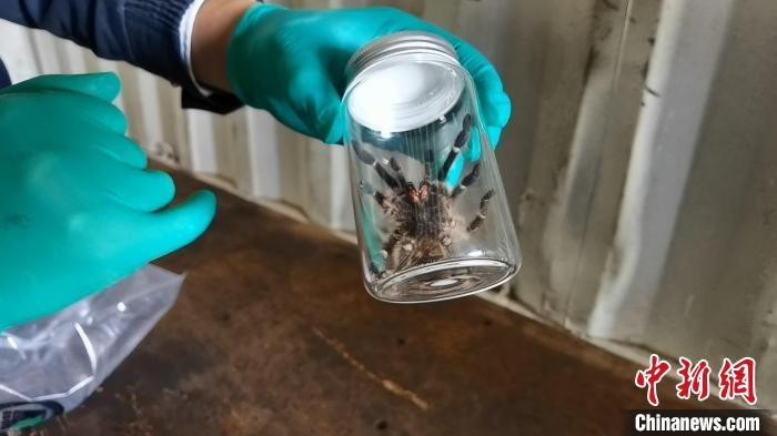 張家港海關(guān)工作人員截獲捕鳥蛛?！⊥踅〕?攝