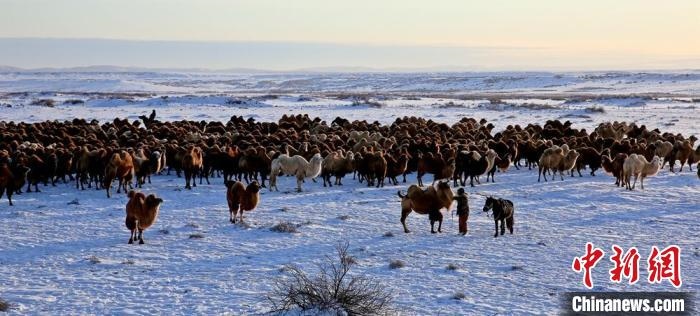 進(jìn)入冬季，駱駝在戈壁灘上散養(yǎng)?！」o琨 攝