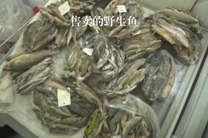 2021年12月6日，督察組現(xiàn)場隨機抽查發(fā)現(xiàn)，保護區(qū)附近餐館仍然存在非法經(jīng)營野生河魚的問題