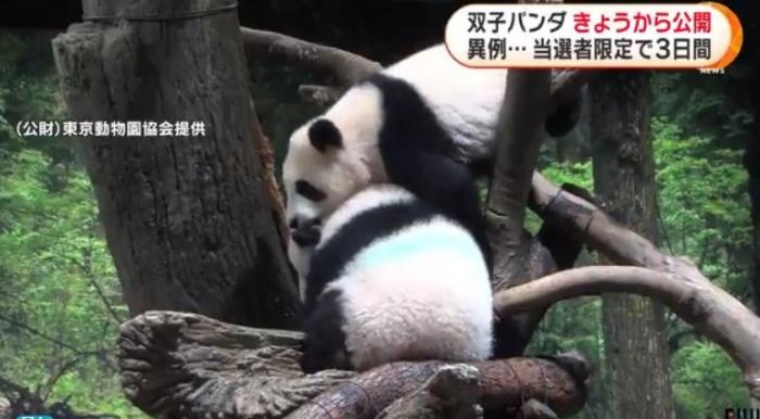 12日，日本東京上野動物園的旅日雙胞胎熊貓開始同游客見面。(圖片來源：日本富士電視臺視頻截圖)