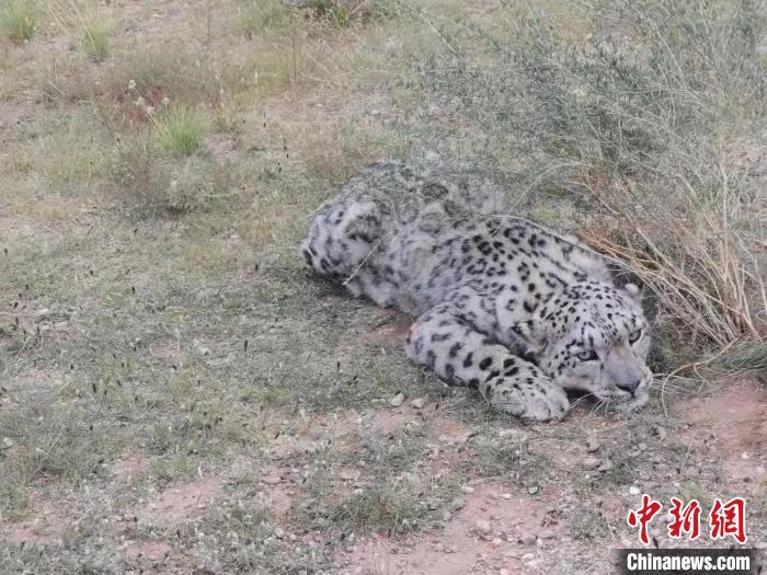圖為在四子王旗發(fā)現(xiàn)的雪豹(資料圖)。　四子王旗警方供圖