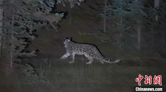 圖為被放歸自然的雪豹(資料圖)?！?nèi)蒙古林草局供圖。