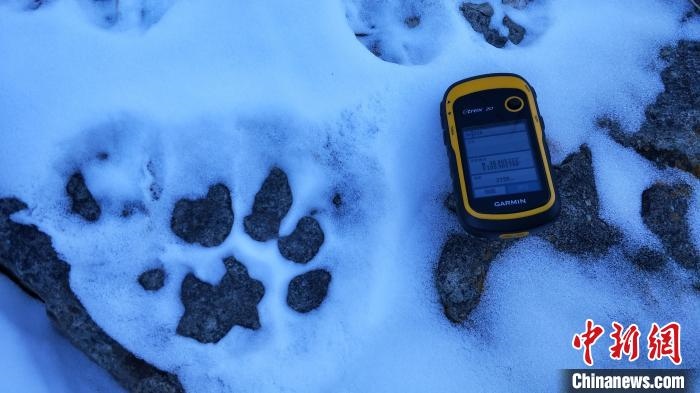 圖為疑似放歸雪豹的足跡(資料圖)?！?nèi)蒙古賀蘭山國家級(jí)自然保護(hù)區(qū)供圖