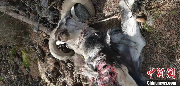 圖為疑似雪豹捕食巖羊的殘骸(資料圖)?！?nèi)蒙古賀蘭山國家級(jí)自然保護(hù)區(qū)供圖