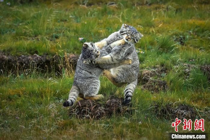 圖為作品《難分伯仲》。　焦生福 攝