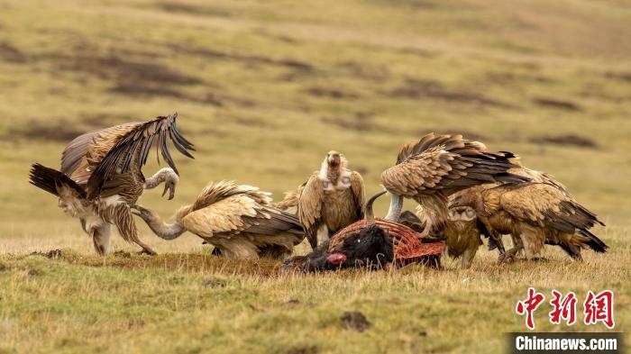 圖為作品《聚會》?！℃夭疾夭爬?攝