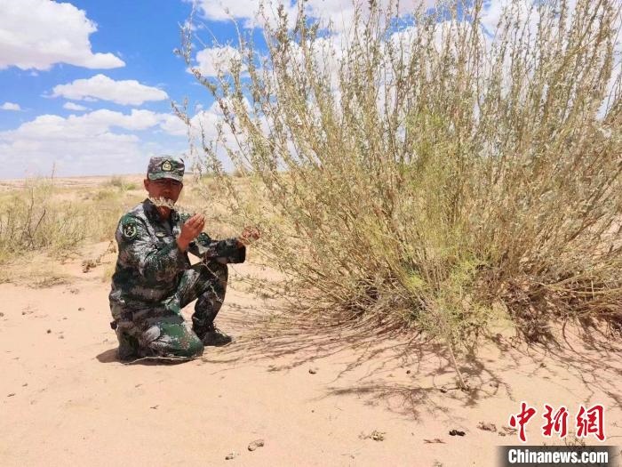 圖為謝寶民查看梭梭長勢?！∈茉L者供圖