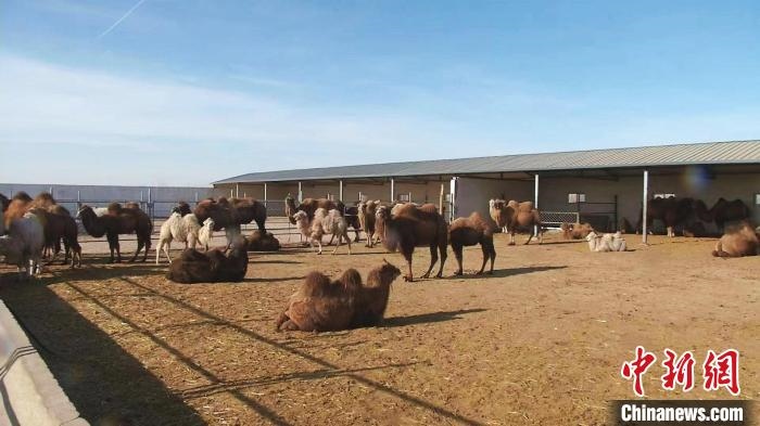 圖為額濟(jì)納旗駝奶產(chǎn)業(yè)基地。　王長梅 攝
