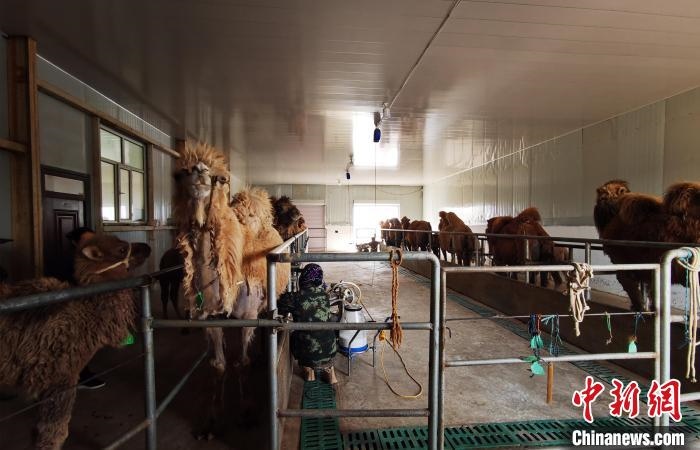 圖為共人正在給駱駝擠奶?！⊥蹰L梅 攝