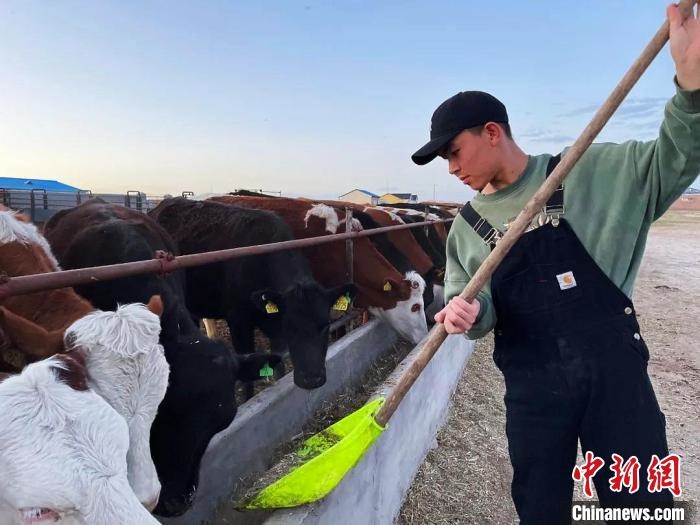 圖為敖木希勒在喂牛。　敖木希勒供圖
