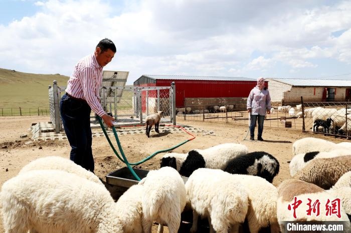 圖為圖門達(dá)來在喂羊?！埵鹧?攝