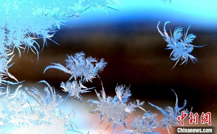 玉樹瓊枝盈滿窗。　孫書程 攝