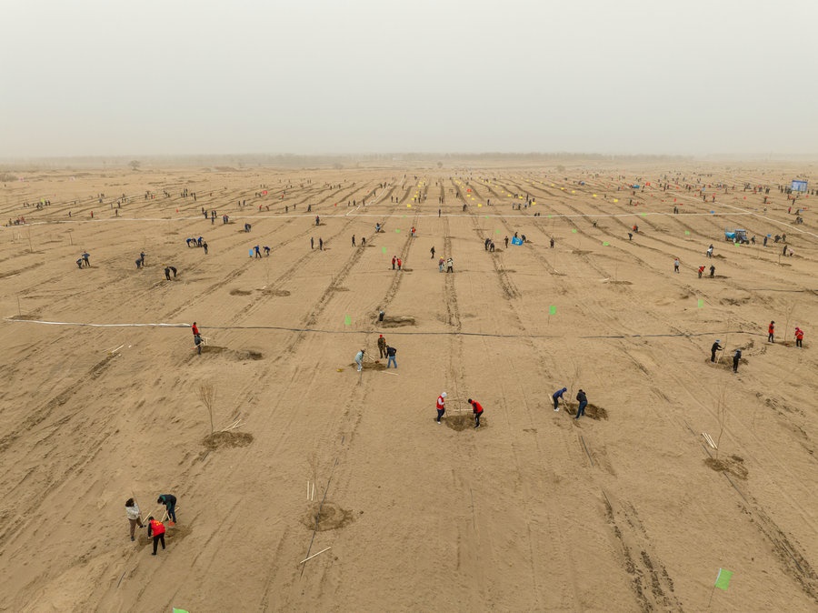 在高力板鎮(zhèn)花道卜和沙木嘎嘎查治理區(qū)，廣大干部群眾手植新綠，播種希望 （攝影：包寶音德力格爾）.JPG