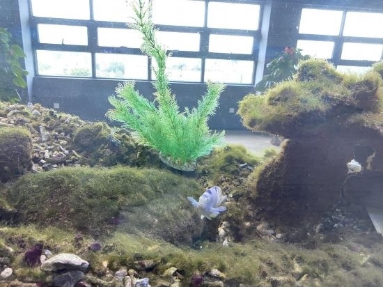 圖為寶鋼湛江鋼鐵水控中心，觀賞海魚在鋼渣漁礁里游動(dòng)