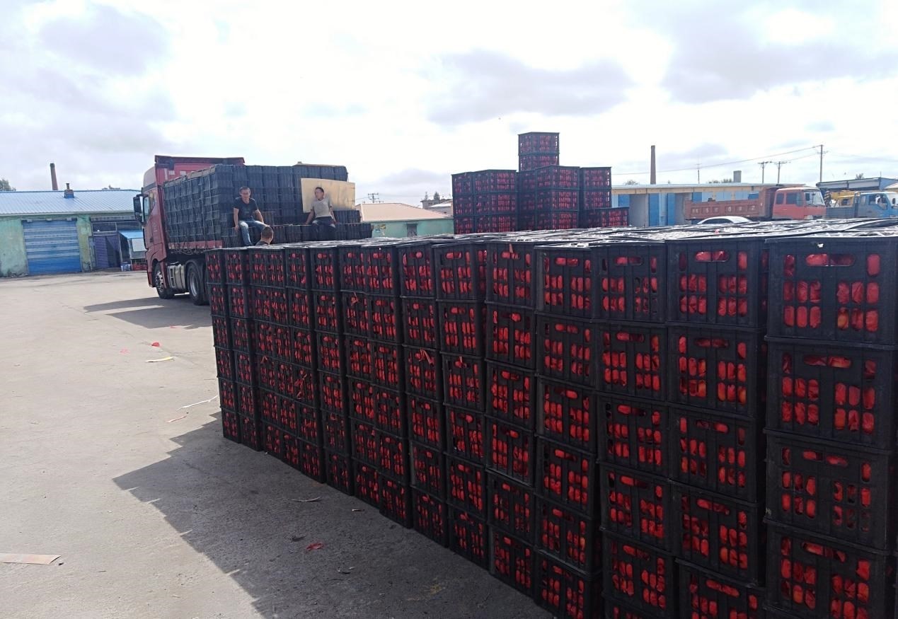 　　外銷的蔬菜在市場等待拉運。受訪者供圖