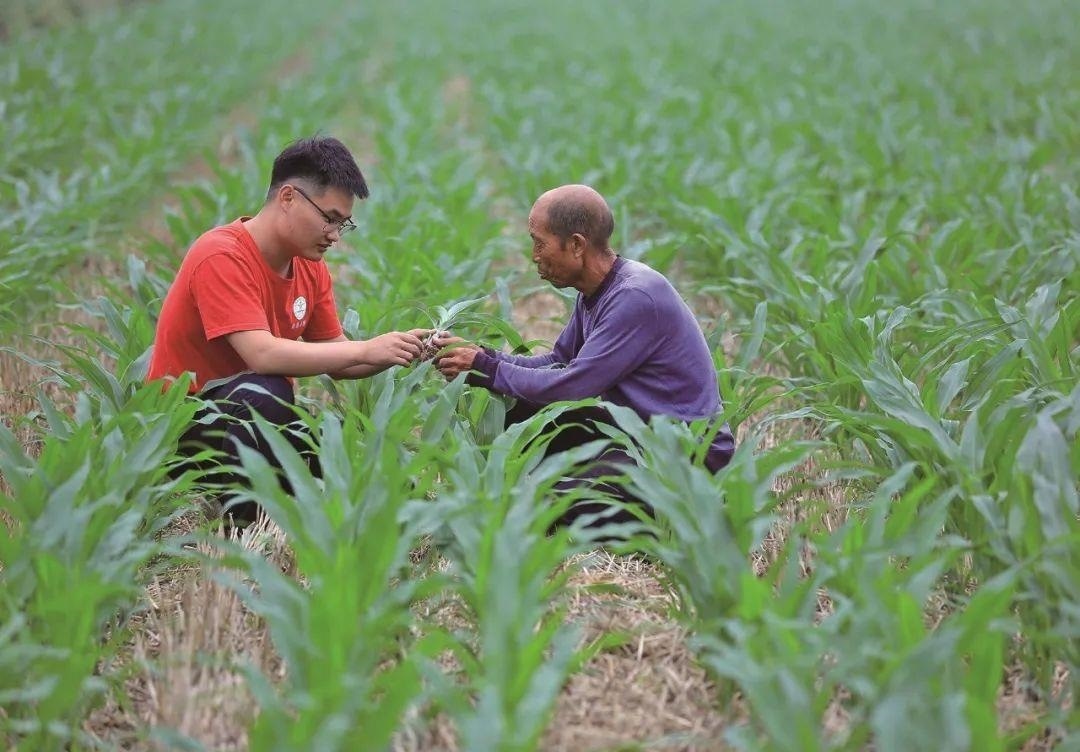 △科技小院的學(xué)生在給村民講解玉米種植知識(shí)。