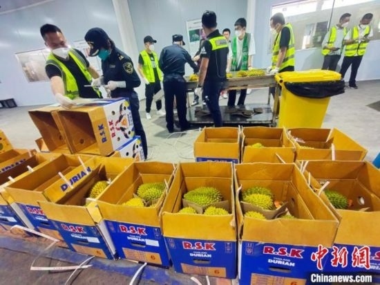 圖為海關(guān)關(guān)員對(duì)進(jìn)口榴蓮進(jìn)行查驗(yàn)。黃艷梅 攝