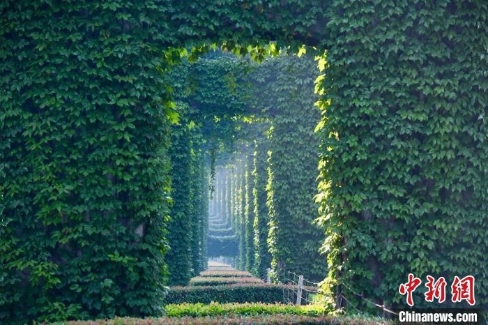 成都二環(huán)高架橋墩被植被爬滿(mǎn)，形成“綠野仙蹤”景觀?！埨?攝