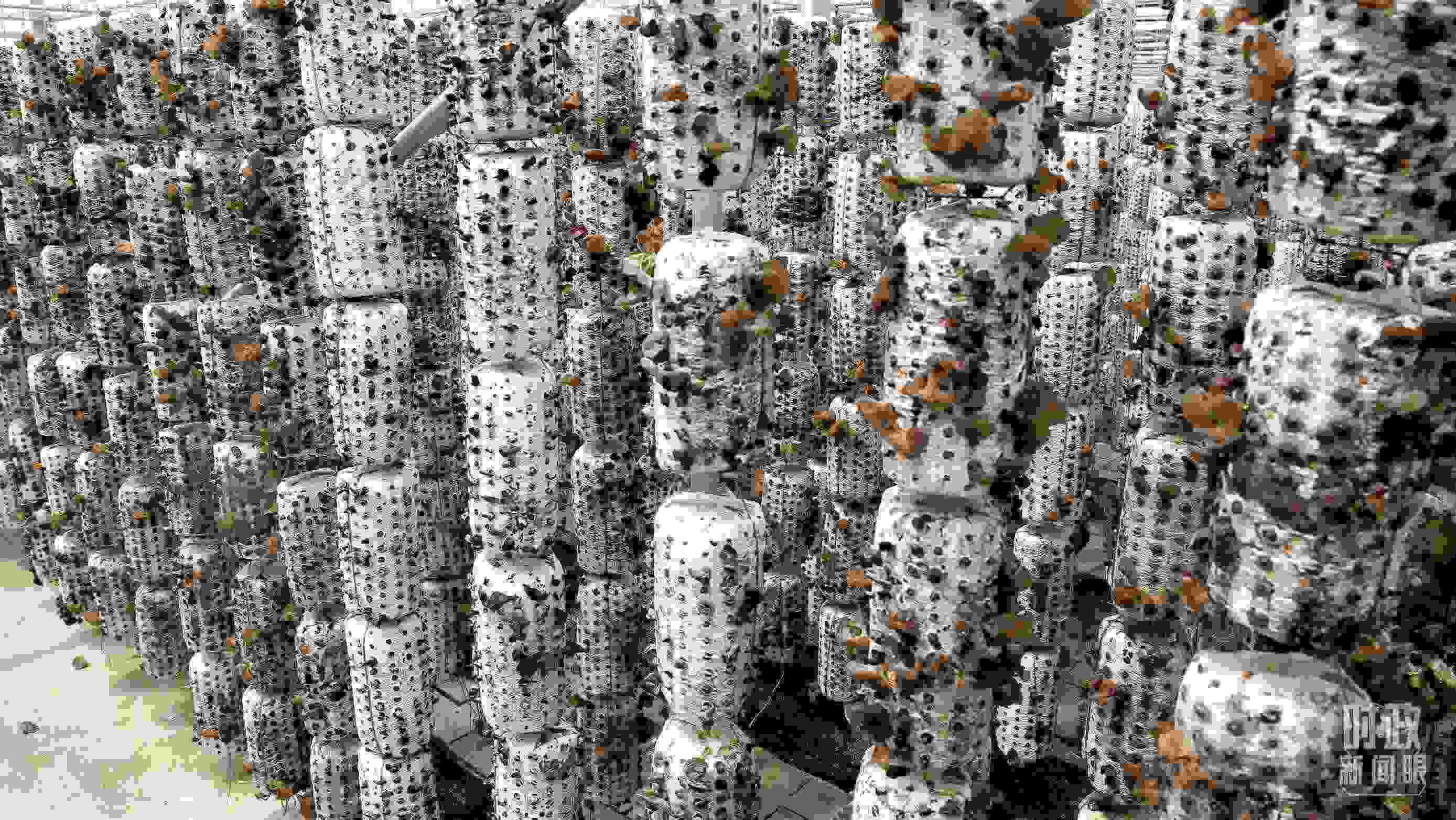 △金米村的小木耳、大產(chǎn)業(yè)。（圖／視覺中國）