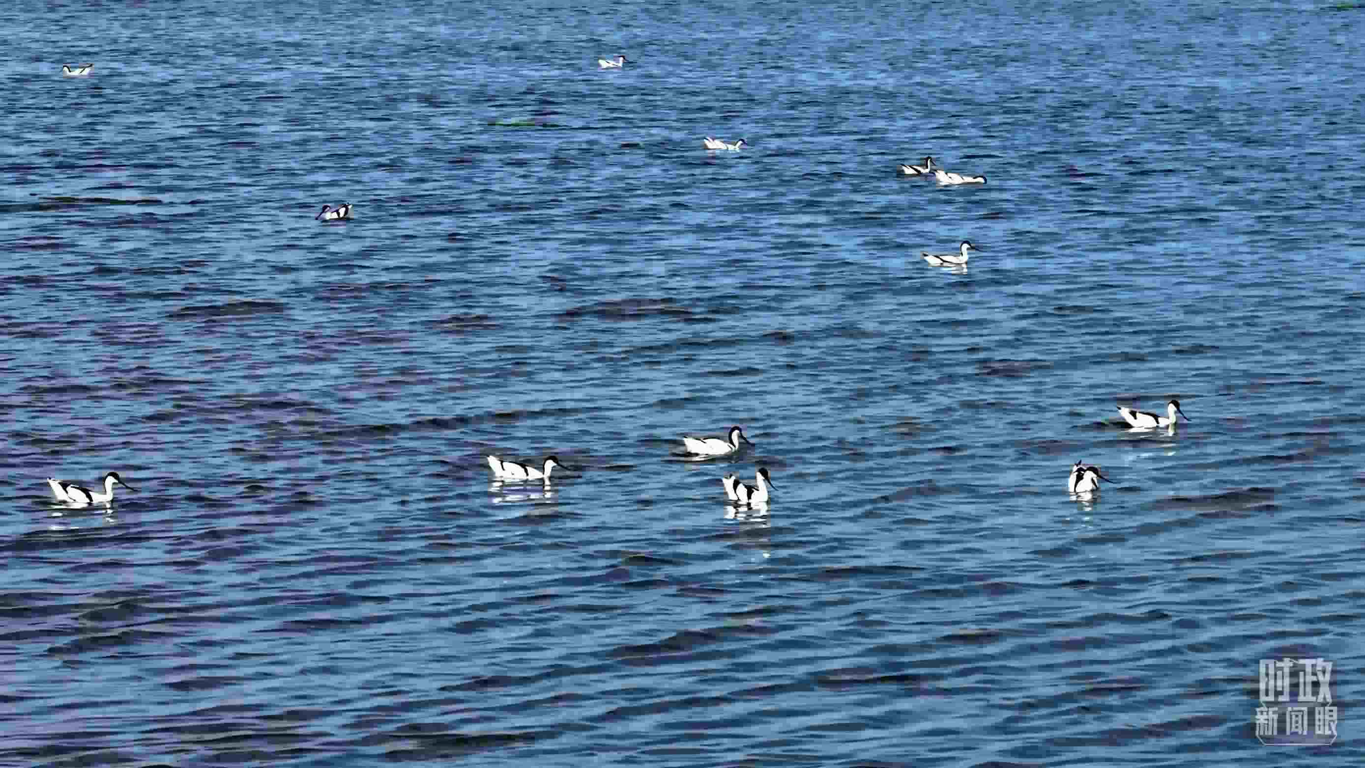 △鹽湖棲息的鳥類。（總臺(tái)記者裴大偉、康曉宇拍攝）