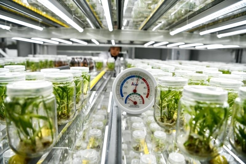 工作人員在貴陽(yáng)市開(kāi)陽(yáng)縣南江蔬菜良種繁育中心的組培中心查看姜苗生長(zhǎng)情況（2023年5月23日攝）。新華社記者 楊文斌 攝