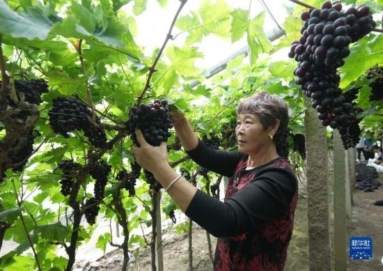 5月26日，唐山市海港經(jīng)濟(jì)開發(fā)區(qū)王灘鎮(zhèn)趙灘村農(nóng)民在大棚內(nèi)采摘葡萄。