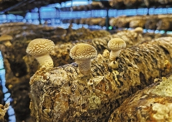 龍游數智大棚種植的花菇。 記者 祝梅 攝