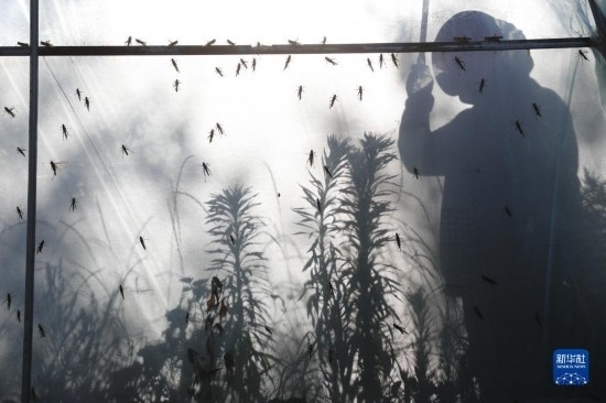 6月21日，山東省樂陵市西段鄉(xiāng)岔河村東亞飛蝗養(yǎng)殖基地的養(yǎng)殖戶在大棚內(nèi)忙碌。新華社記者 范長(zhǎng)國(guó) 攝