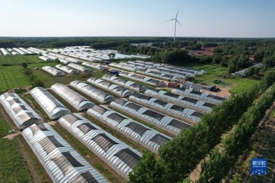 這是6月21日在山東省樂陵市西段鄉(xiāng)岔河村拍攝的東亞飛蝗養(yǎng)殖基地（無人機(jī)照片）。新華社記者 范長(zhǎng)國(guó) 攝