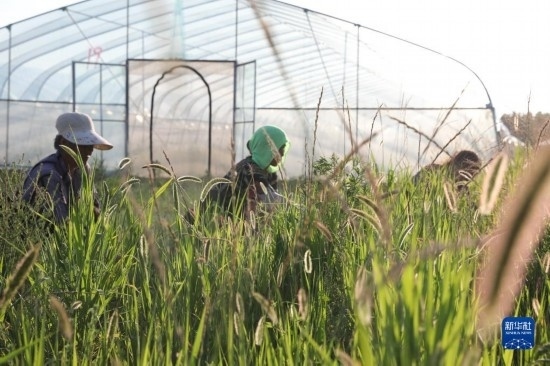 6月21日，山東省樂陵市西段鄉(xiāng)岔河村東亞飛蝗養(yǎng)殖基地的螞蚱養(yǎng)殖戶在割草。新華社記者 范長(zhǎng)國(guó) 攝