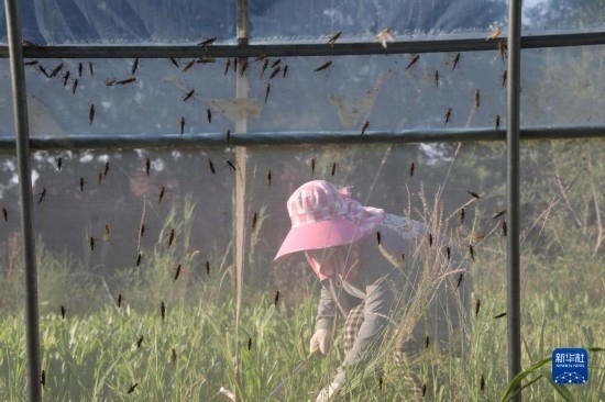 6月21日，山東省樂陵市西段鄉(xiāng)岔河村東亞飛蝗養(yǎng)殖基地的螞蚱養(yǎng)殖戶在割草。新華社記者 范長(zhǎng)國(guó) 攝
