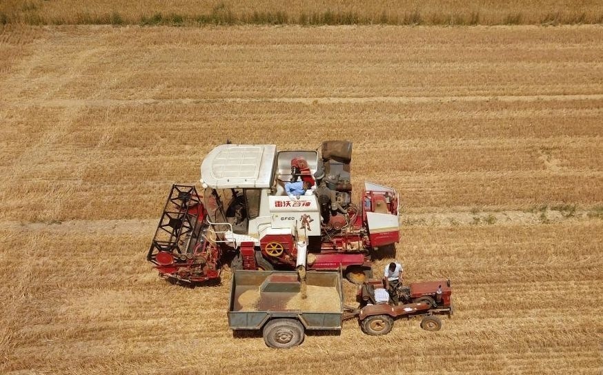 2023年6月14日，在山東省臨邑縣林子鎮(zhèn)，聯(lián)合收割機(jī)在收獲小麥。