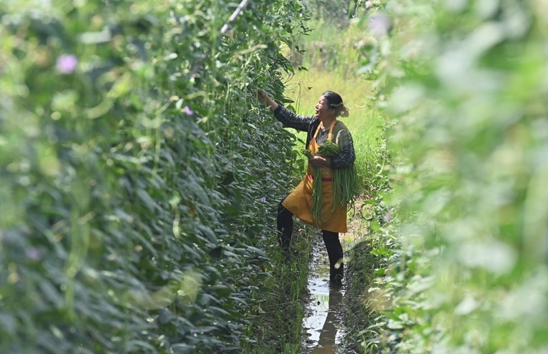 2023年6月15日，在廣西柳州市鹿寨縣中渡鎮(zhèn)石墨村，村民在高標(biāo)準(zhǔn)農(nóng)田里采收豆角。
