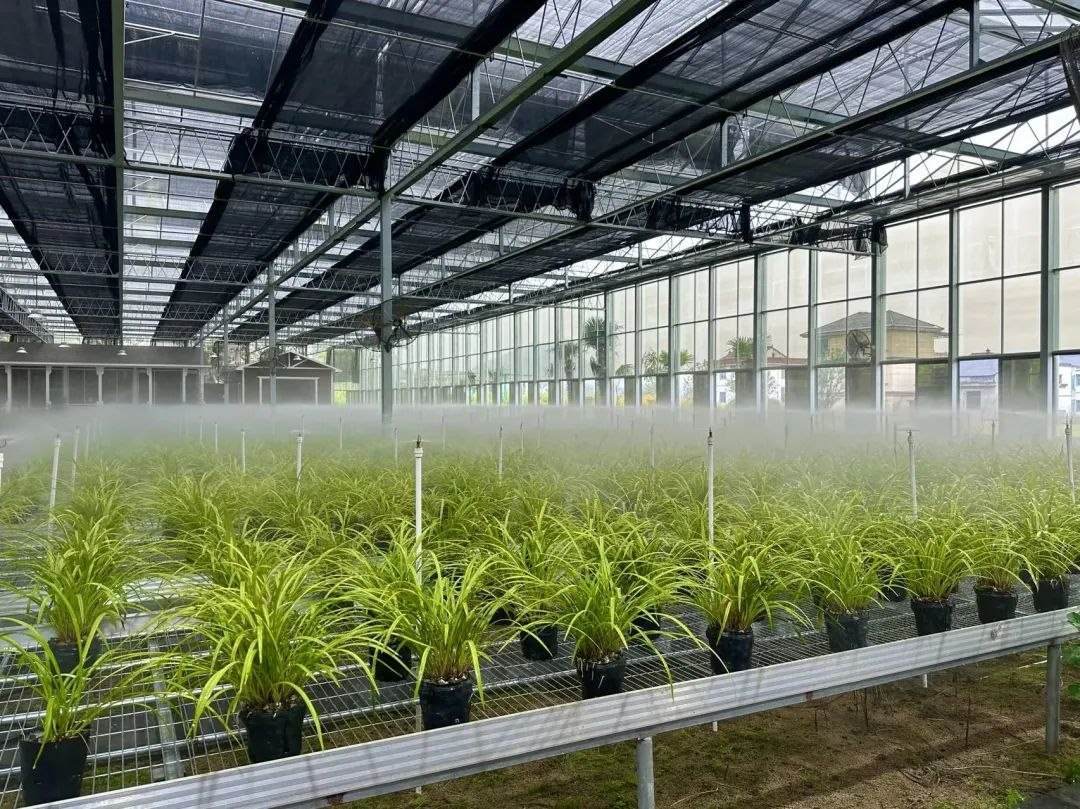 浙江省紹興市柯橋區(qū)漓渚鎮(zhèn)棠棣村的蘭花種植基地。靜玄 攝