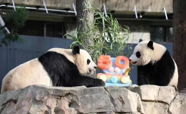 2022年，美國國家動物園舉辦活動慶祝大熊貓抵美50周年，園方為大熊貓“美香”“添添”和“小奇跡”一家三口準(zhǔn)備了有“50”字樣的冰凍水果蛋糕。（圖片來源：雅安市廣播電視臺）