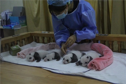 成都大熊貓繁育研究基地成立于1987年，先后攻克了大熊貓人工飼養(yǎng)與管理、繁殖與育幼、疾病防控與種群遺傳管理等關(guān)鍵技術(shù)難題，建成全球最大的大熊貓人工繁育遷地保護(hù)種群，數(shù)量達(dá)230余只。（圖片來源：成都大熊貓繁育研究基地網(wǎng)站）