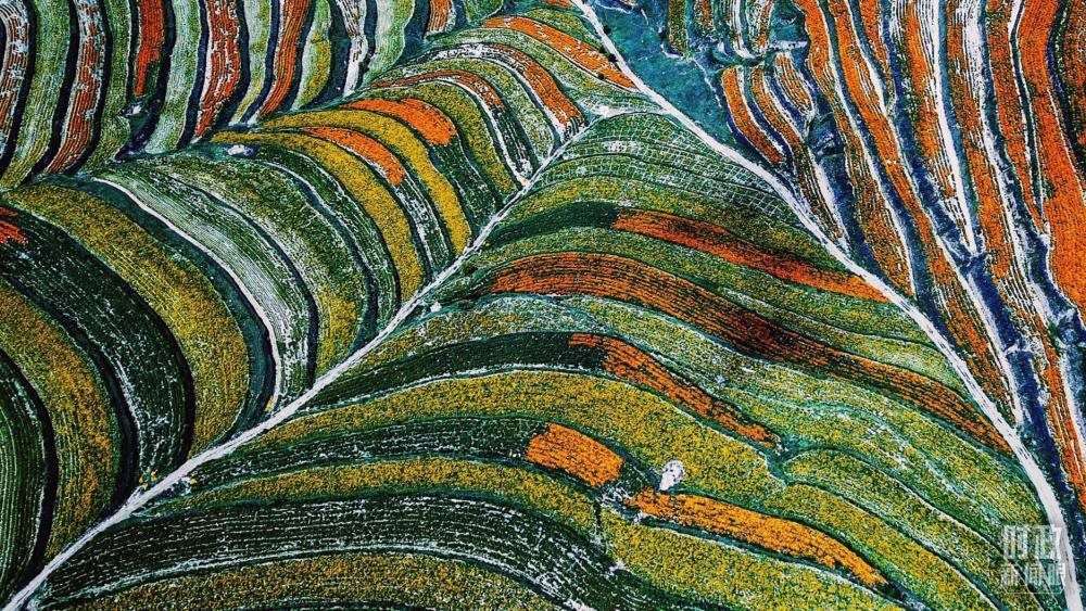 寧夏彭陽(yáng)縣。萬(wàn)壽菊與格?；ㄊ㈤_(kāi)在錯(cuò)落的山間梯田上。（總臺(tái)國(guó)廣記者李晉拍攝）