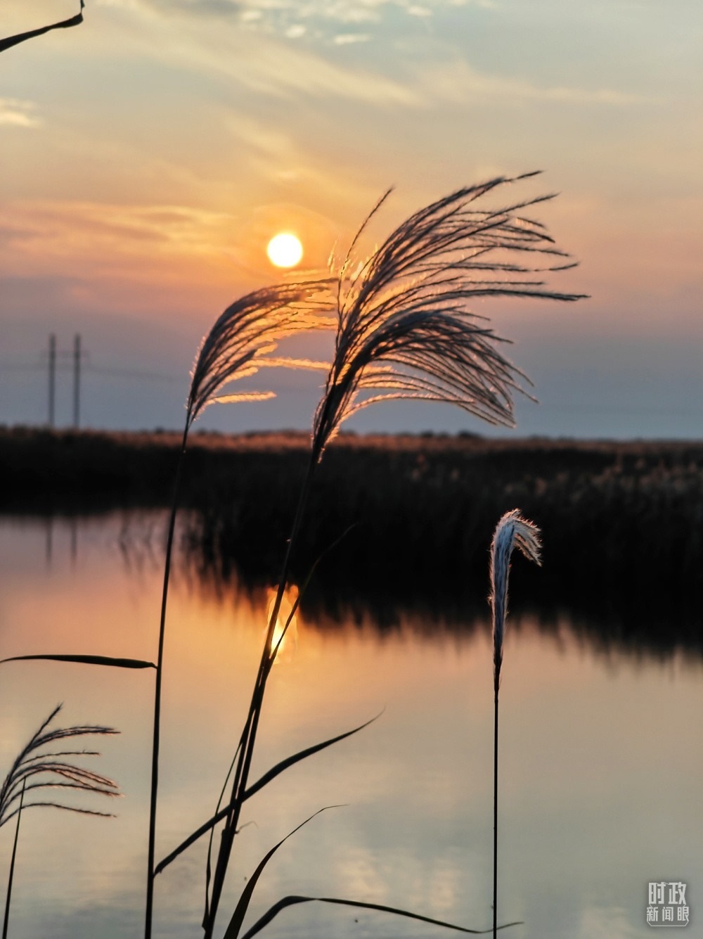2021年10月，習(xí)近平赴山東東營(yíng)考察黃河入?？?。黃河三角洲濕地，蘆葦飄蕩。（總臺(tái)央視記者彭漢明拍攝）