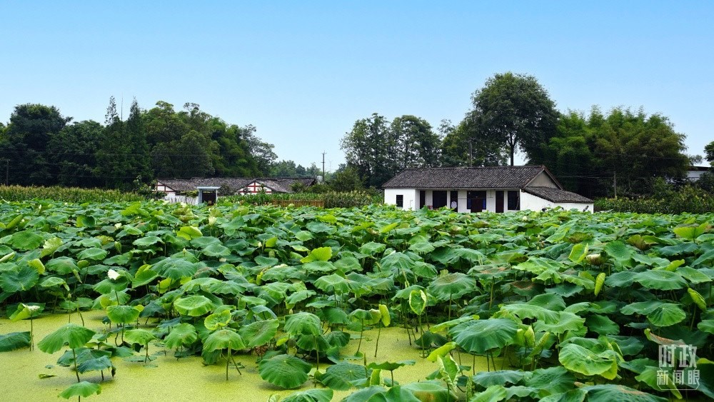 四川眉山，永豐村荷塘。2022年6月，習(xí)近平曾到此調(diào)研鄉(xiāng)村振興情況。（總臺(tái)央廣記者潘毅拍攝）