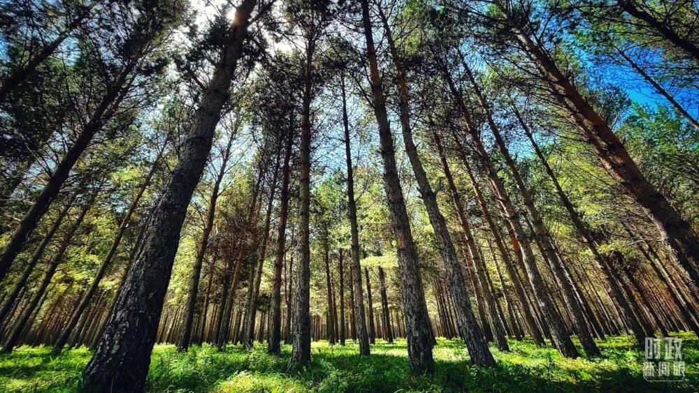 河北塞罕壩。（總臺(tái)央視記者謝曉光拍攝）