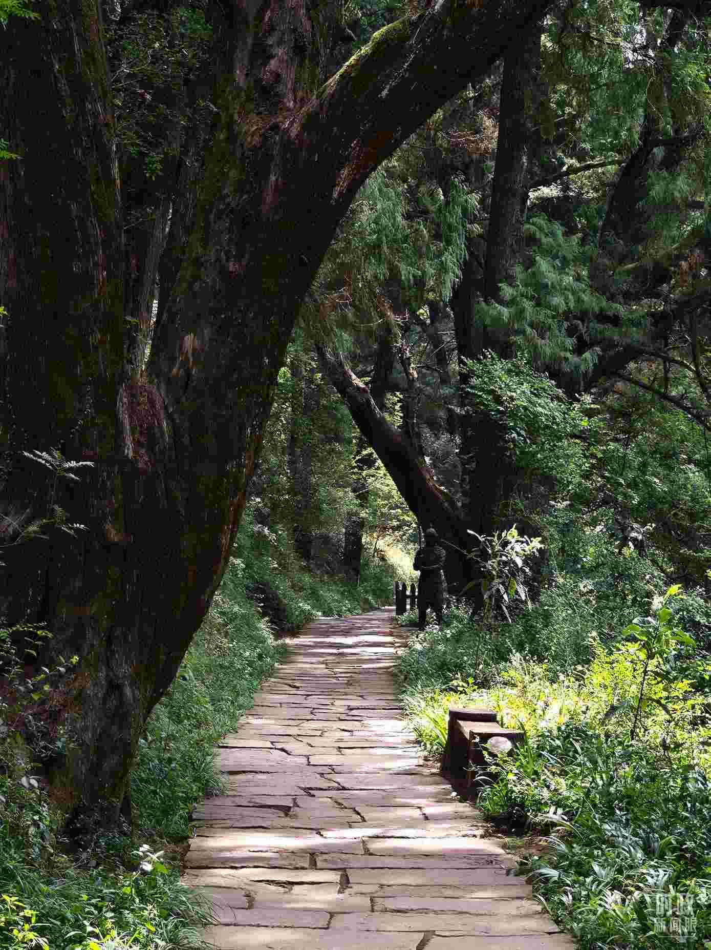 △古蜀道與古柏。（總臺(tái)央視記者彭漢明拍攝）