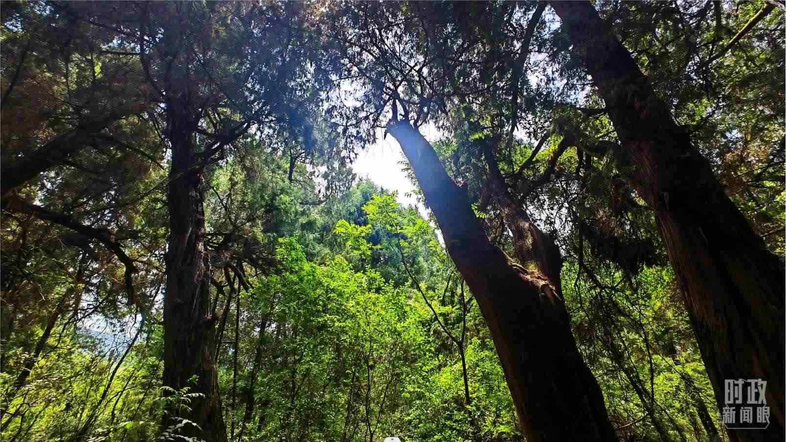 △翠云廊內(nèi)，古柏郁郁蔥蔥。（總臺(tái)央視記者程鋮拍攝）